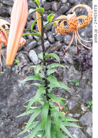 鬼百合・天蓋百合(オニユリ・テンガイユリ)の零余子の資料 鬼百合・天蓋百合(オニユリ・テンガイユリ)の零余子の資料 24405978