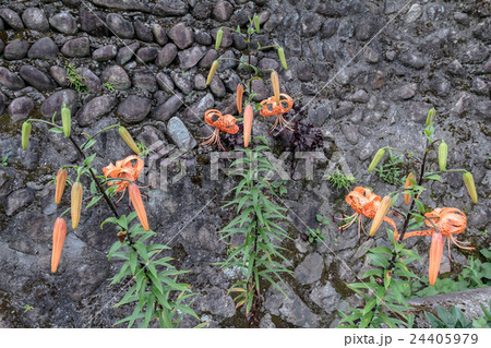 鬼百合・天蓋百合(オニユリ・テンガイユリ)の総状花序の資料 鬼百合・天蓋百合(オニユリ・テンガイユリ)の総状花序の資料 24405979