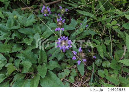 靭草・夏枯草(ウツボグサ・カコソウ)の群生の資料 靭草・夏枯草(ウツボグサ・カコソウ)の群生の資料 24405983