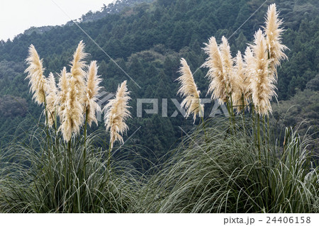 銀葦・白薄(シロガネヨシ・シロススキ)の穂の資料 銀葦・白薄(シロガネヨシ・シロススキ)の穂の資料 24406158