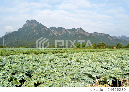 妙義山とこんにゃく芋畑 24406280