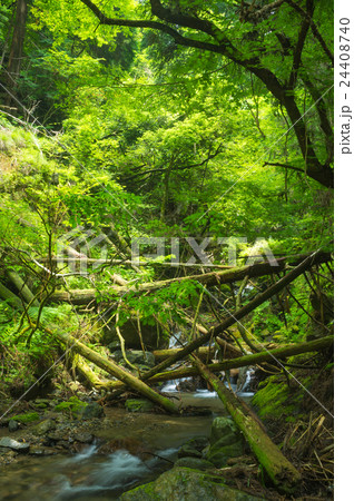 京都貴船川源流域 24408740