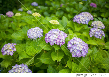 紫陽花 紫陽花 24408797