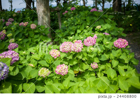 紫陽花 紫陽花 24408800