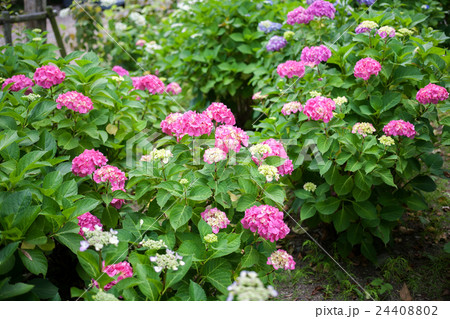 紫陽花 紫陽花 24408802