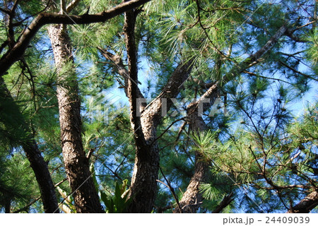 琉球松 琉球松 24409039