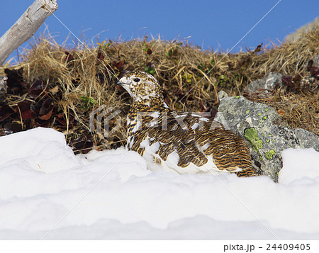 ライチョウ雌 24409405
