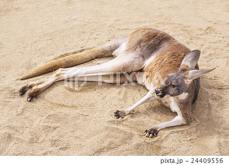 アカカンガルー 24409556