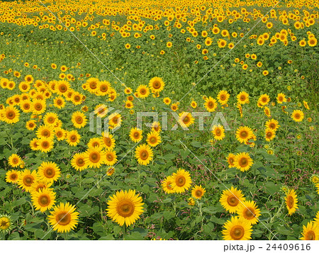 座間ヒマワリ 24409616