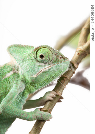 Green Juvenile Veil Chameleon lizard isolated 24409684