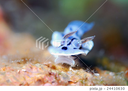 ウミウシ 24410630
