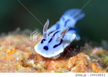 ウミウシ ウミウシ 24410631