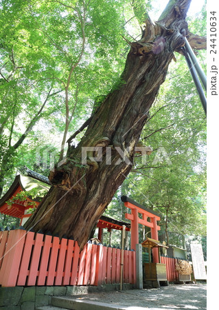 奈良 春日大社 水谷神社のイブキ 奈良 春日大社 水谷神社のイブキ 24410634