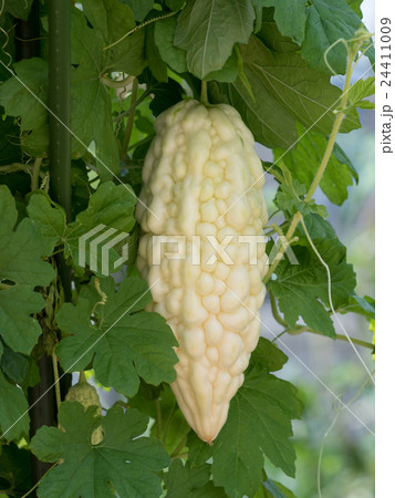 ゴーヤ畑 24411009