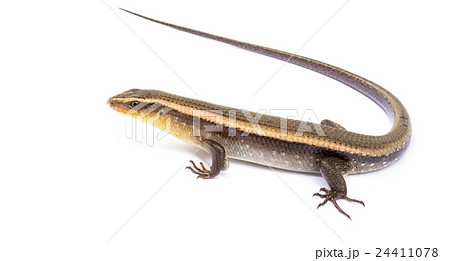 Eutropis multifasciata Eutropis multifasciata 24411078