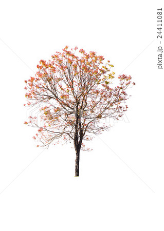 golden autumn tree isolated on white background 24411081