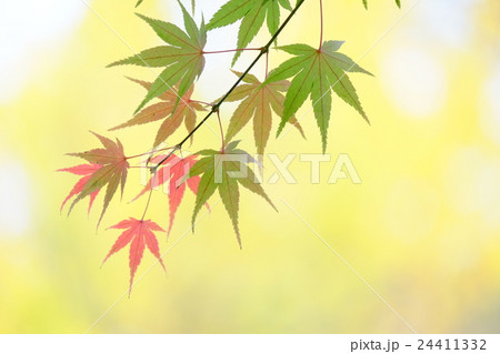 紅葉 24411332
