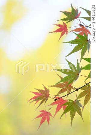 紅葉 紅葉 24411333