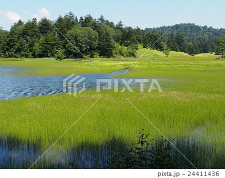 尾瀬沼と大江湿原 24411436