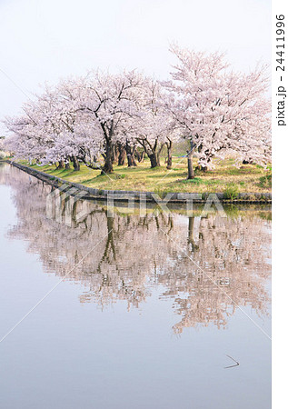 瓢湖の桜（阿賀野市） 24411996