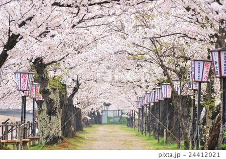 瓢湖の桜（阿賀野市） 24412021
