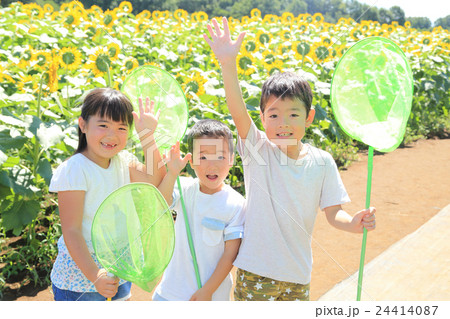 ひまわり畑に立つ子供達 24414087