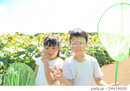 ひまわり畑に立つ子供達 24414089