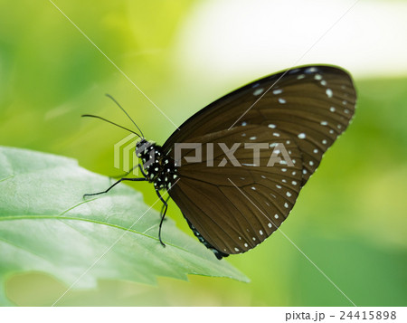 ツマムラサキマダラ ツマムラサキマダラ 24415898