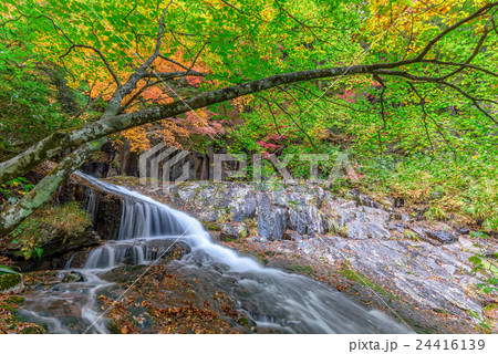 渓流の紅葉(あだたら渓谷) 24416139