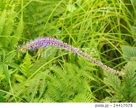 クガイソウ 24417078