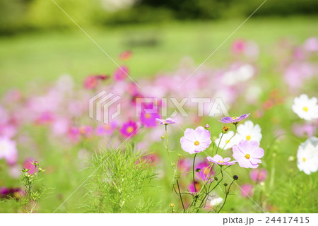 コスモス（北海道 由仁町） 24417415
