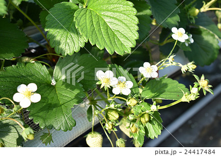 いちごの花 24417484