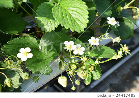 いちごの花 いちごの花 24417485