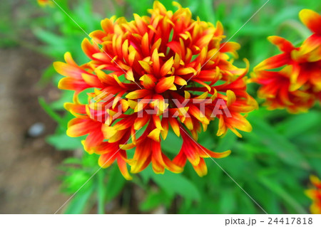 ガイラルディアの花の写真素材 24417818 Pixta
