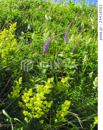 伊吹山（いぶきやま　いぶきさん）ルリトラノオ 24418563