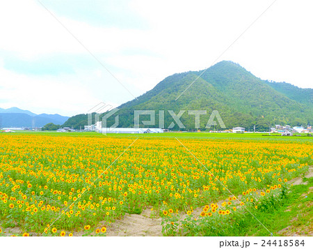 若狭小浜　恵みのひまわり畑 24418584