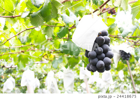 ブドウ狩り 24418675