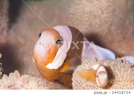 トウアカクマノミ トウアカクマノミ 24418724