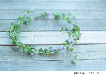 ペニーロイヤルミントの花冠 24419182