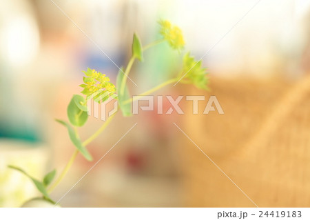 ブプレウルム 24419183