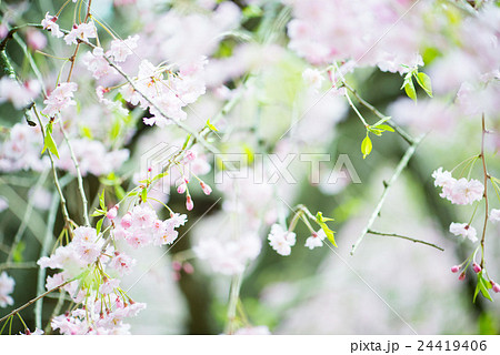 桜 桜 24419406