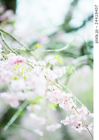 桜 桜 24419407