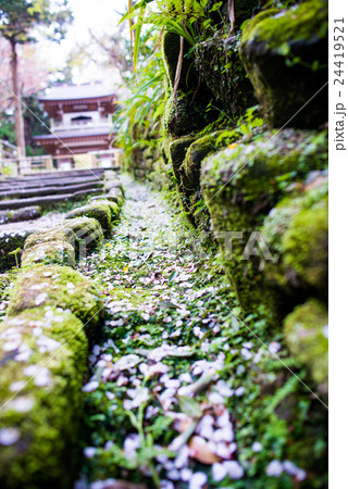 苔むした古い寺院の側溝に落ちている桜の花びら 苔むした古い寺院の側溝に落ちている桜の花びら 24419521