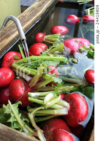 野菜　赤かぶ 24419809
