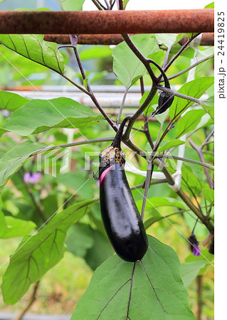 夏の食材ナスビ 24419825