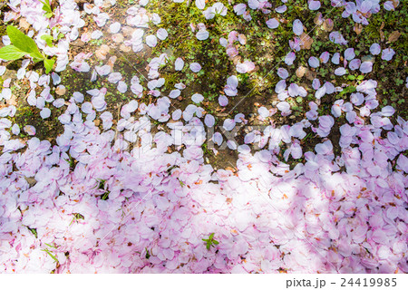 散った桜の花びら 24419985