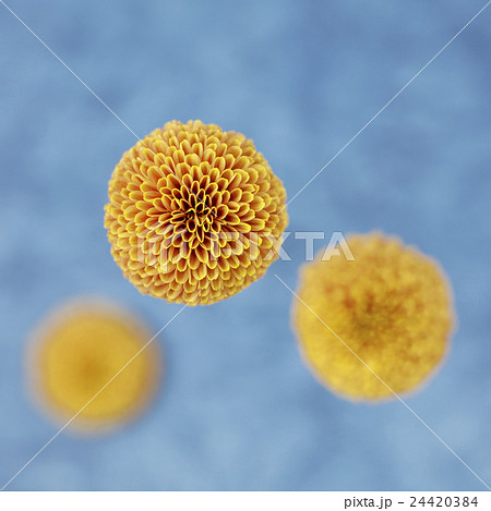 ポンポン菊 イエロー ポンポン菊 イエロー 24420384