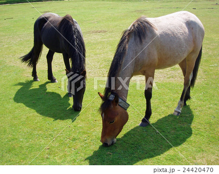 馬の親子 24420470