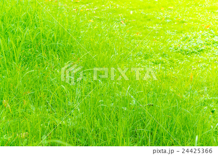Close-up image of fresh spring green grass . 24425366