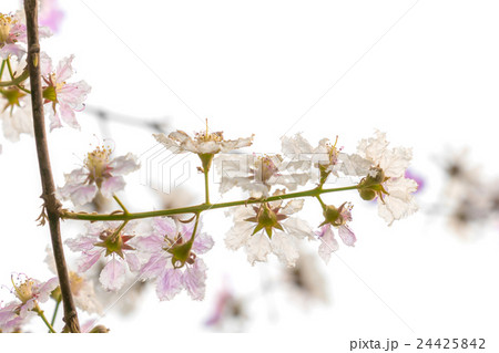 Branch of beautiful pink flower 24425842